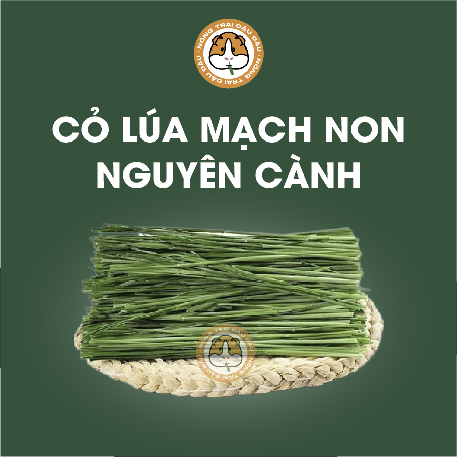 Cỏ lúa mạch non cho thỏ, bọ ú, chinchilla nguyên cành mềm siêu thơm