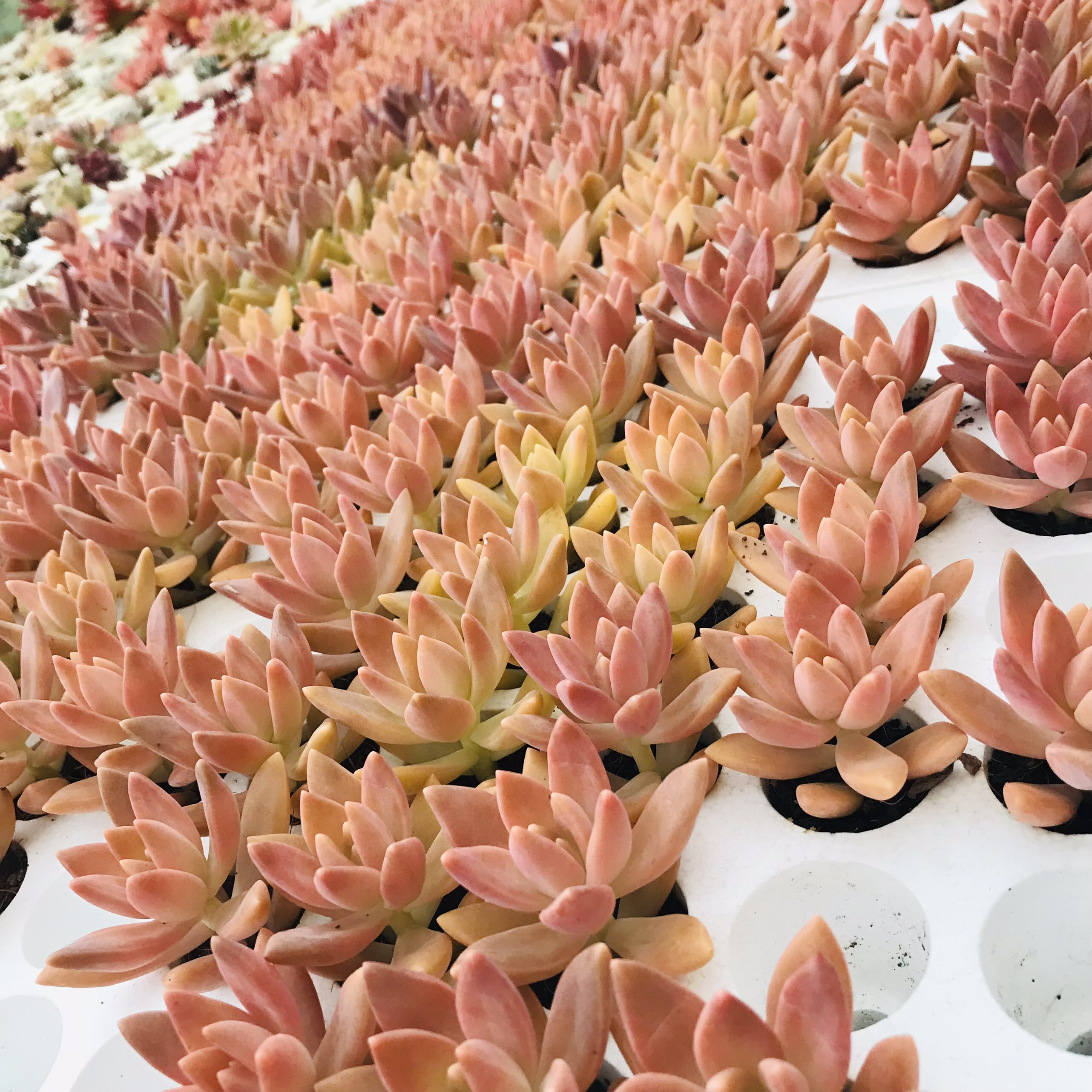SEN ĐÁ ĐÁ ĐỎ SIZE MINI SIÊU KHOẺ ĐẸP LỖI 1 ĐỔI 1