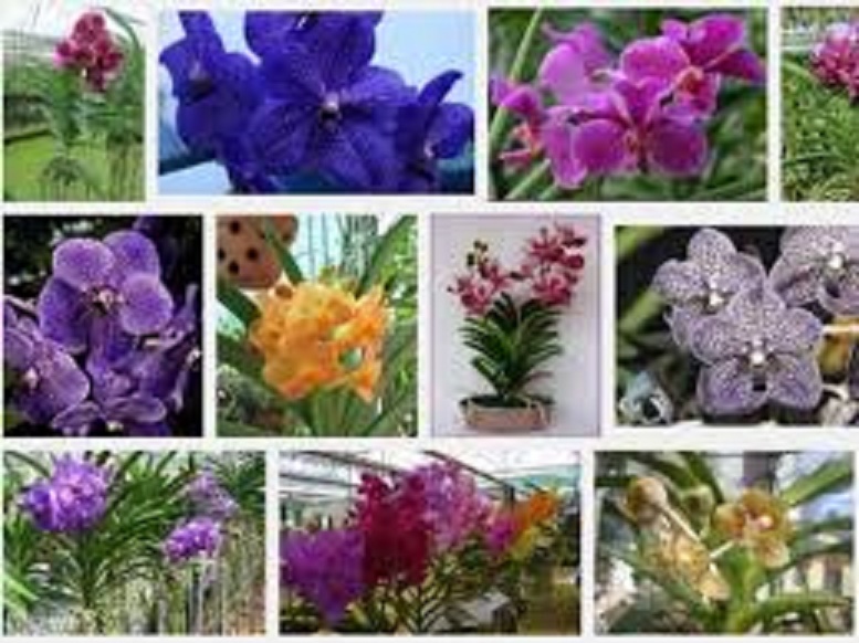 cây giống lan vanda, hàng nhập thái lan, đủ màu