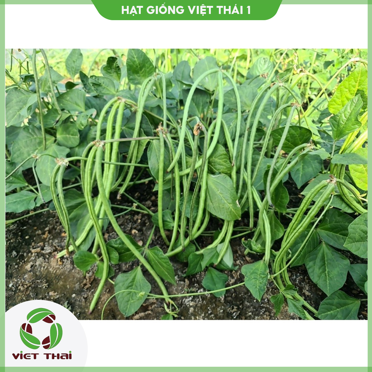 [SALE] Giống Đậu đũa bụi ngọt - HGVT1