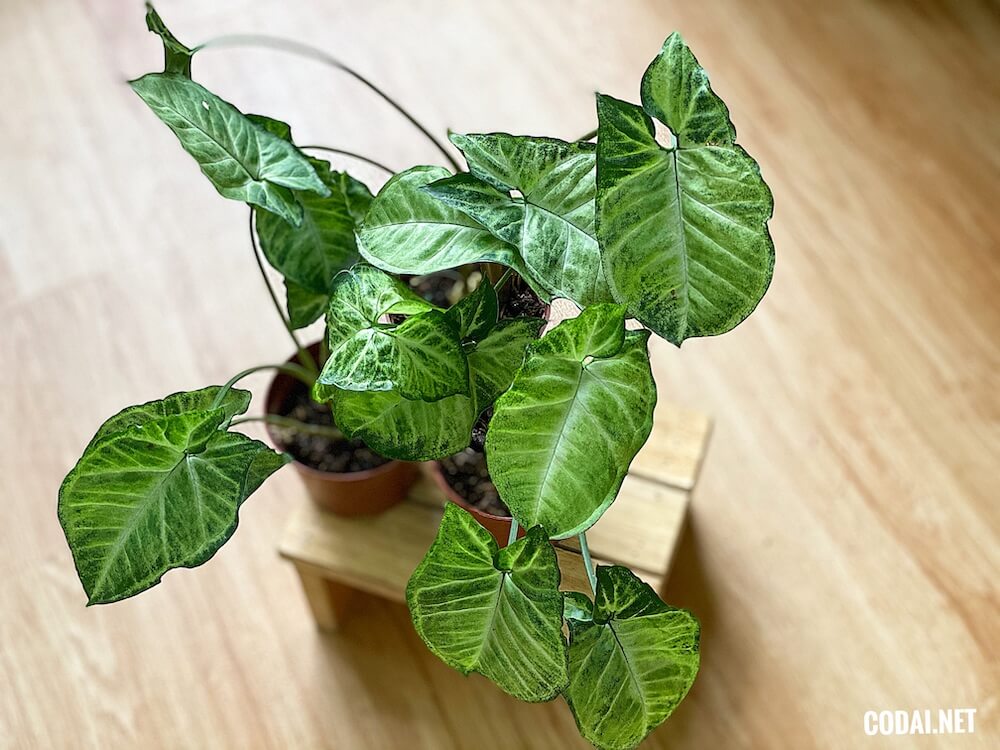 Chậu cây Syngonium podophyllum Imperial White Nephthytis