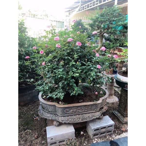 Phân bón Siêu vi lượng ComBi Caca