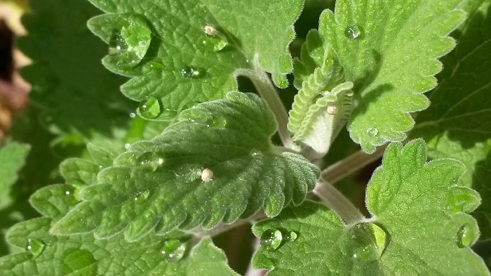 Chậu cây Bạc Hà Mèo - Catnip - Cat Mint