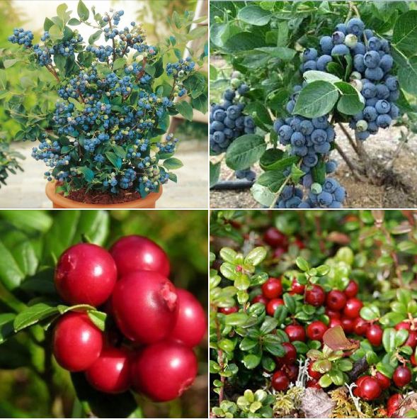 Combo 2 gói hạt giống việt quất