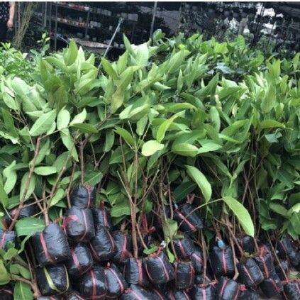 CÂY GIỐNG MẬN SỮA SIÊU NGỌT TRÁI SỚM (có tem chuẩn giống)