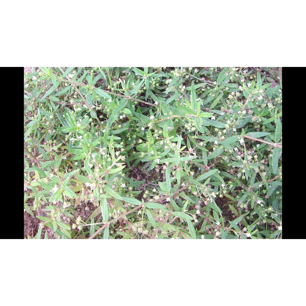 Bạch hoa xà thiệt thảo 1kg