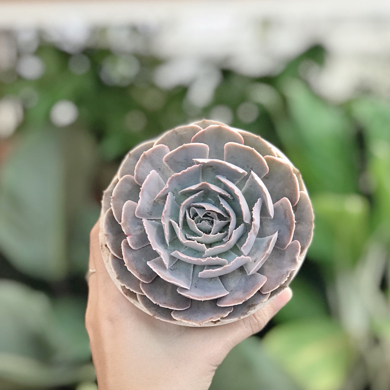 Sen đá bắp cải size bầu 5-7cm