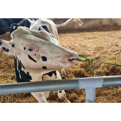 VÒNG XỎ MŨI BÒ ( NHỰA Pakistan ) CÓ CHỐT