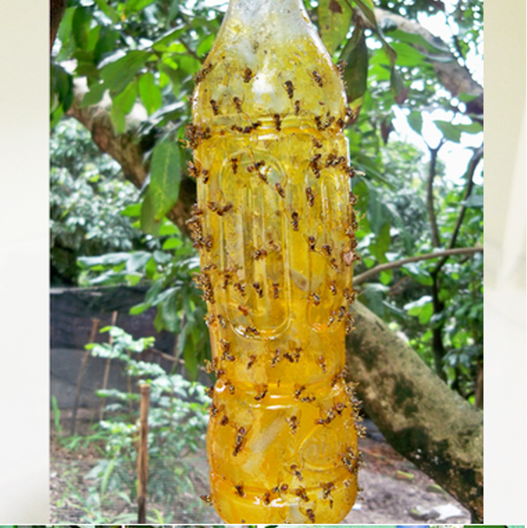 Keo xịt ruồi vàng, côn trùng