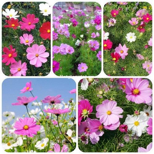 HẠT GIỐNG HOA SAO NHÁI ĐƠN MIX