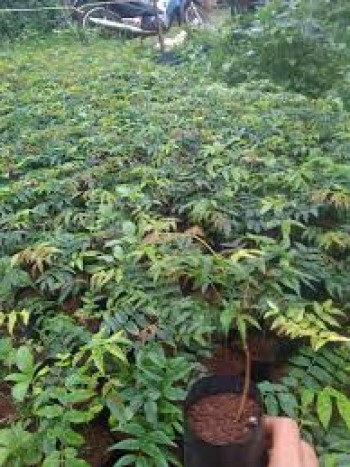 Cây giống cây Gỗ Lim Xanh (combo 5 cây 150k)