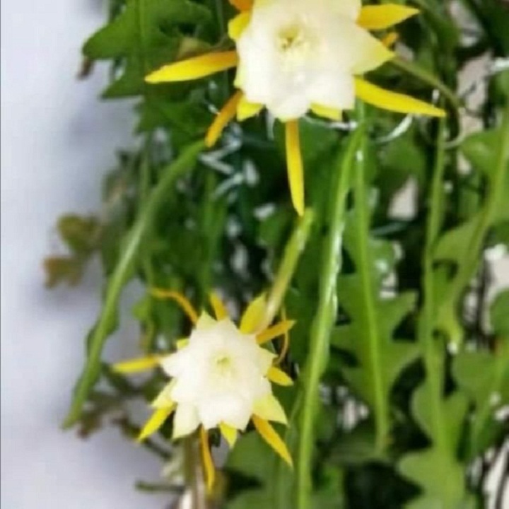 Cây xương cá , cây xương cá siêu đẹp