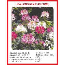 hạt giống hoa Hồng ri Mix