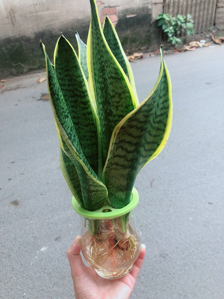 [HCM]Chậu Lưỡi Hổ Vàng Thuỷ Canh