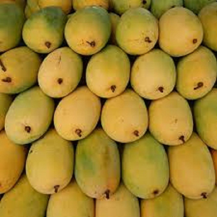 Cây giống xoài keo