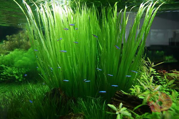Hae Thang - Vallisneria Americana (12 Plants)