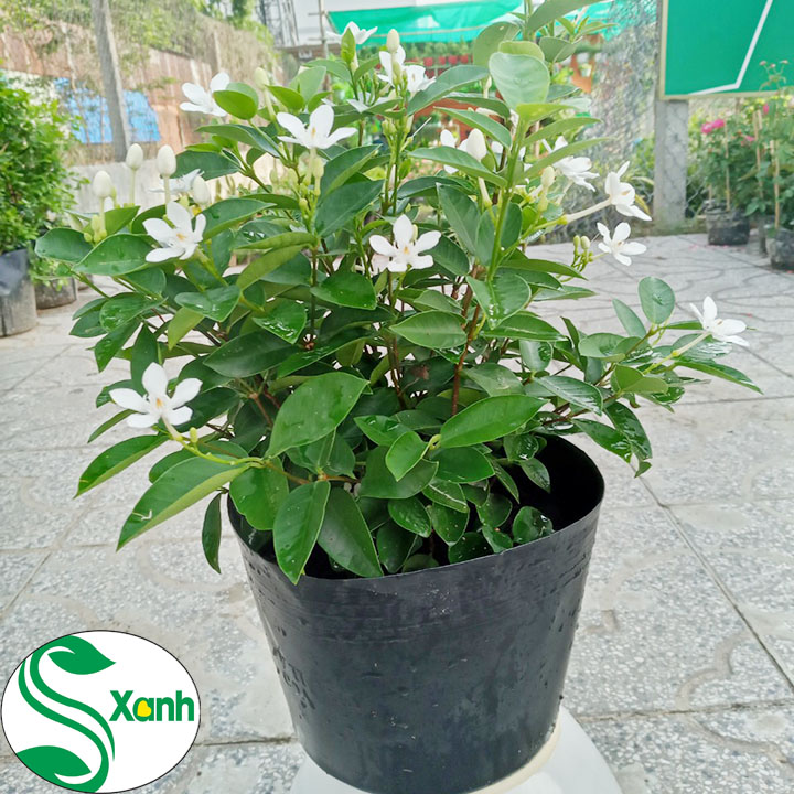 Cây Hoa Mai Chỉ Thiên