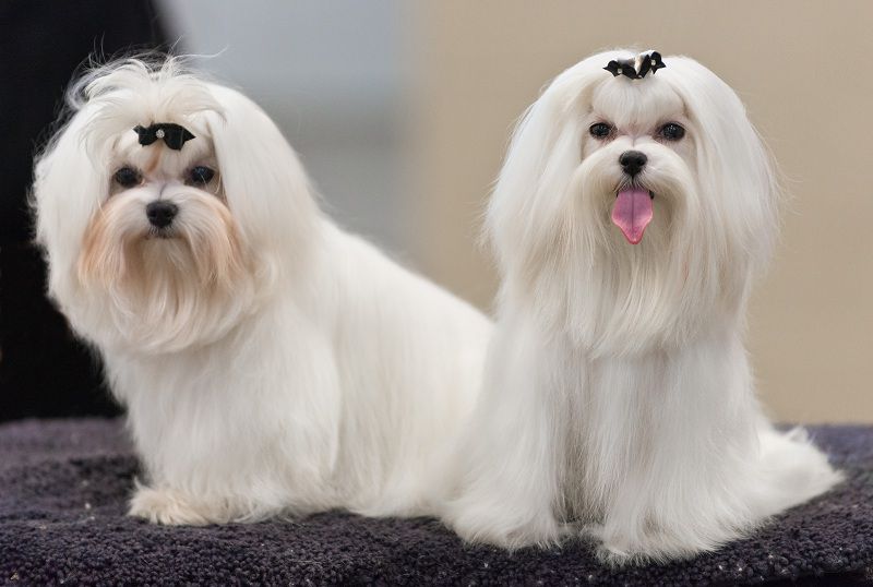 [HCM]SỮA TẮM PLOTOON 300ML CHO POÔDLE SAMOYED BICHON POMẺANIAN... CHÓ LÔNG XÙ BUNG