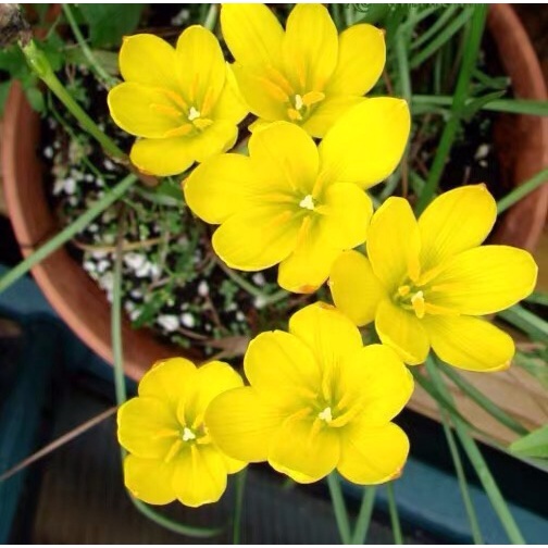 Củ huệ mưa ngoại Citrina chuẩn mặt hoa