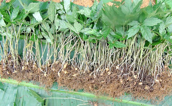 CÂY GIỐNG SÂM NGỌC LINH