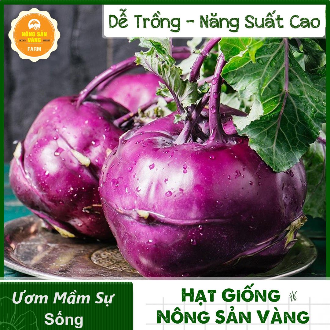 Kohlrabi seeds purple high nutritional value, suitable Climate Vietnam -shallow gold