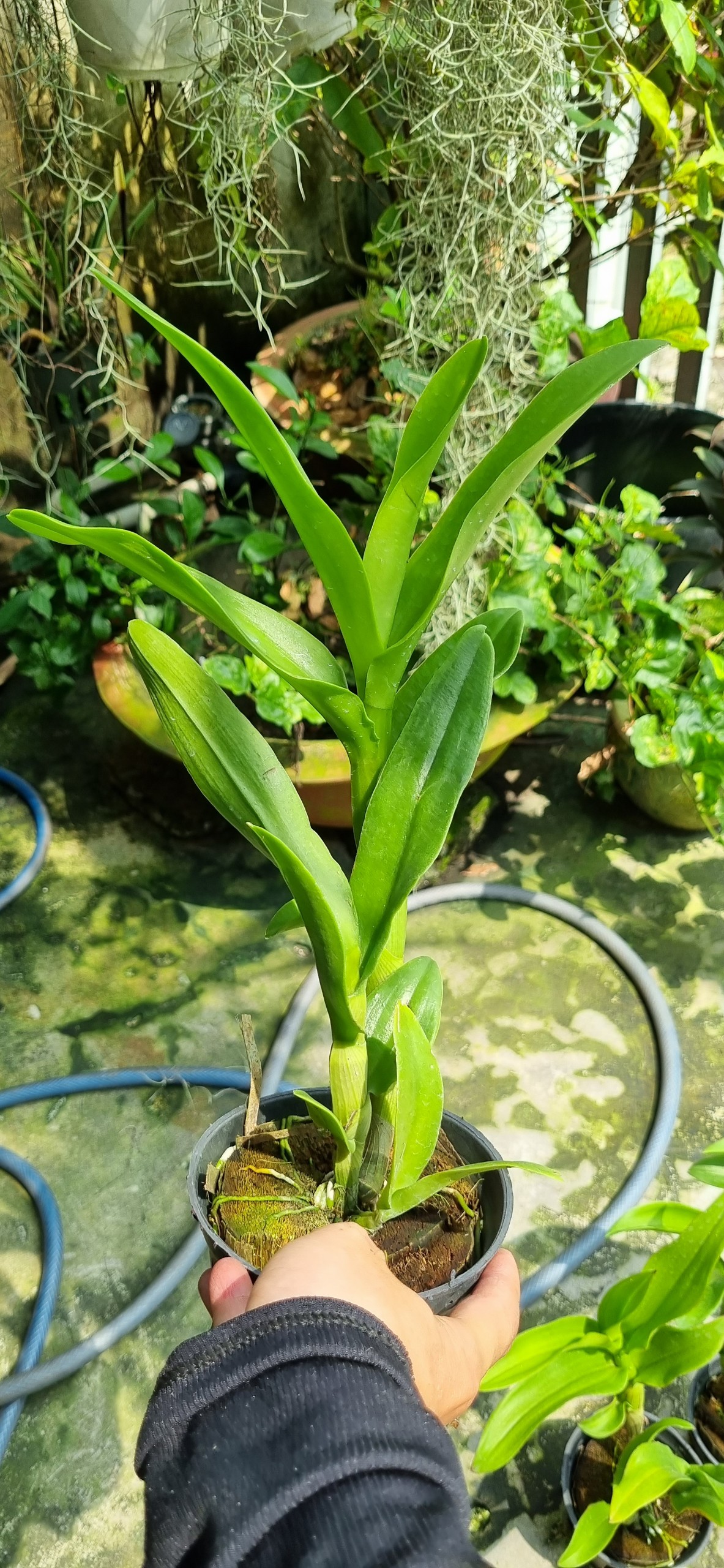 HOA LAN DEN LAI CATT MẮT RỒNG VÀNG