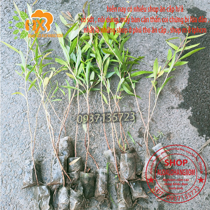 Combo 50 cây tràm úc -cây giống