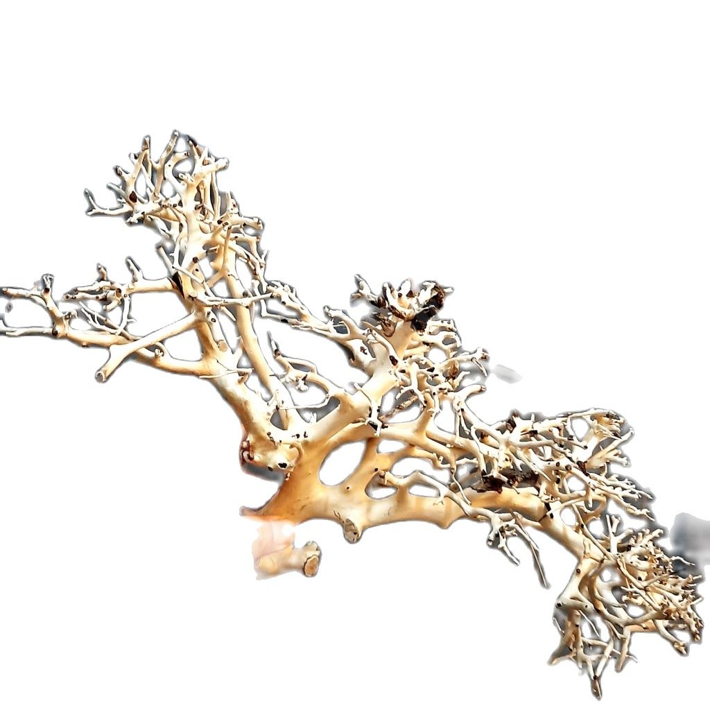 [Lấy mã giảm thêm 30%] Lũa Xương Chùm | Lũa Tán Quýt Mini | Lũa Tán Bonsai Tự Nhiên Cho Bể Thuỷ Sinh