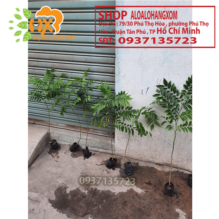 [HCM]combo 5 cây sưa đỏ -cây giống cao từ 15-35 cm