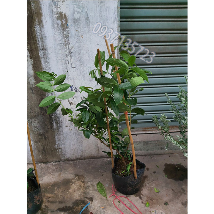 cây bằng lăng tím thái cao từ 40-60 cm