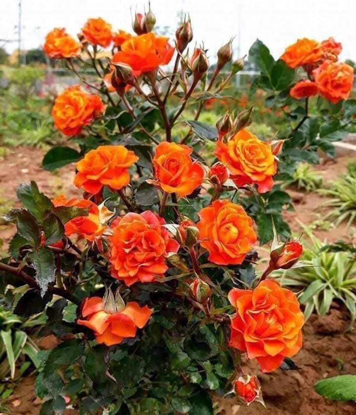 Hạt giống hoa hồng thơm Mix đủ màu