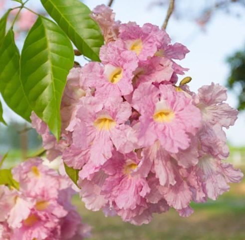 Hạt giống cây hoa kèn hồng - gói 10 hạt