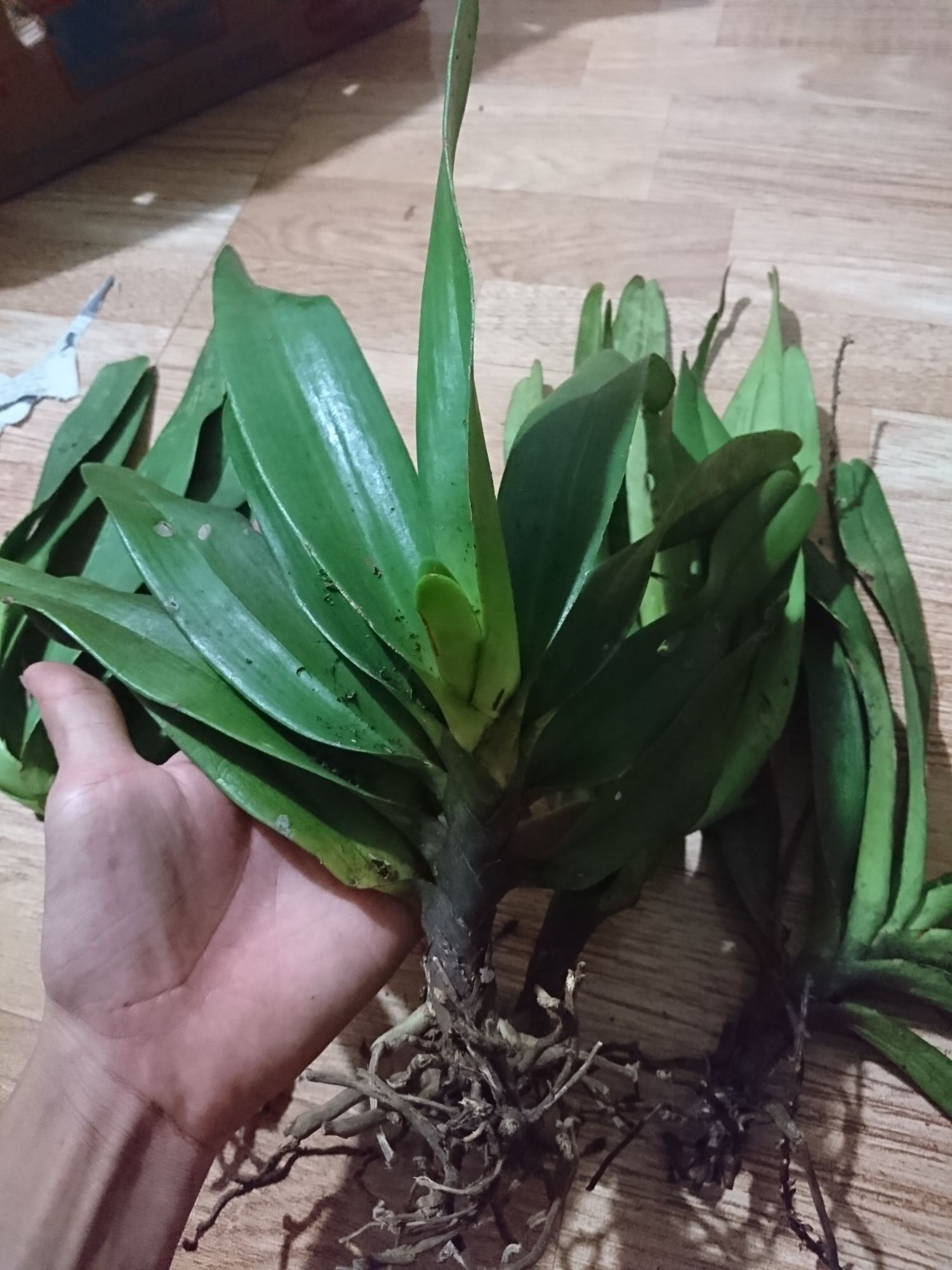 Lan đuôi cáo Cao bằng Cây đại to
