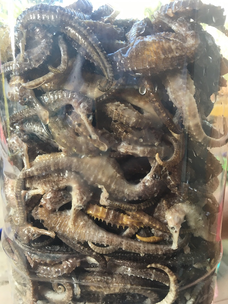 CÁ NGỰA KHÔ SIZE TỪ 11cm - 12cm