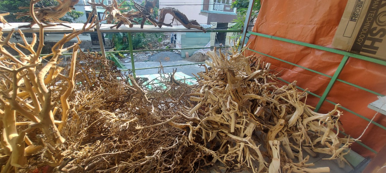LŨA THUỶ SINH - LŨA HẢI SA QUỲ ( HÀNG ĐẸP TUYỂN CHỌN ĐỦ SIZE HỒ)