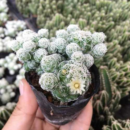Xương rồng trứng chim size bầu