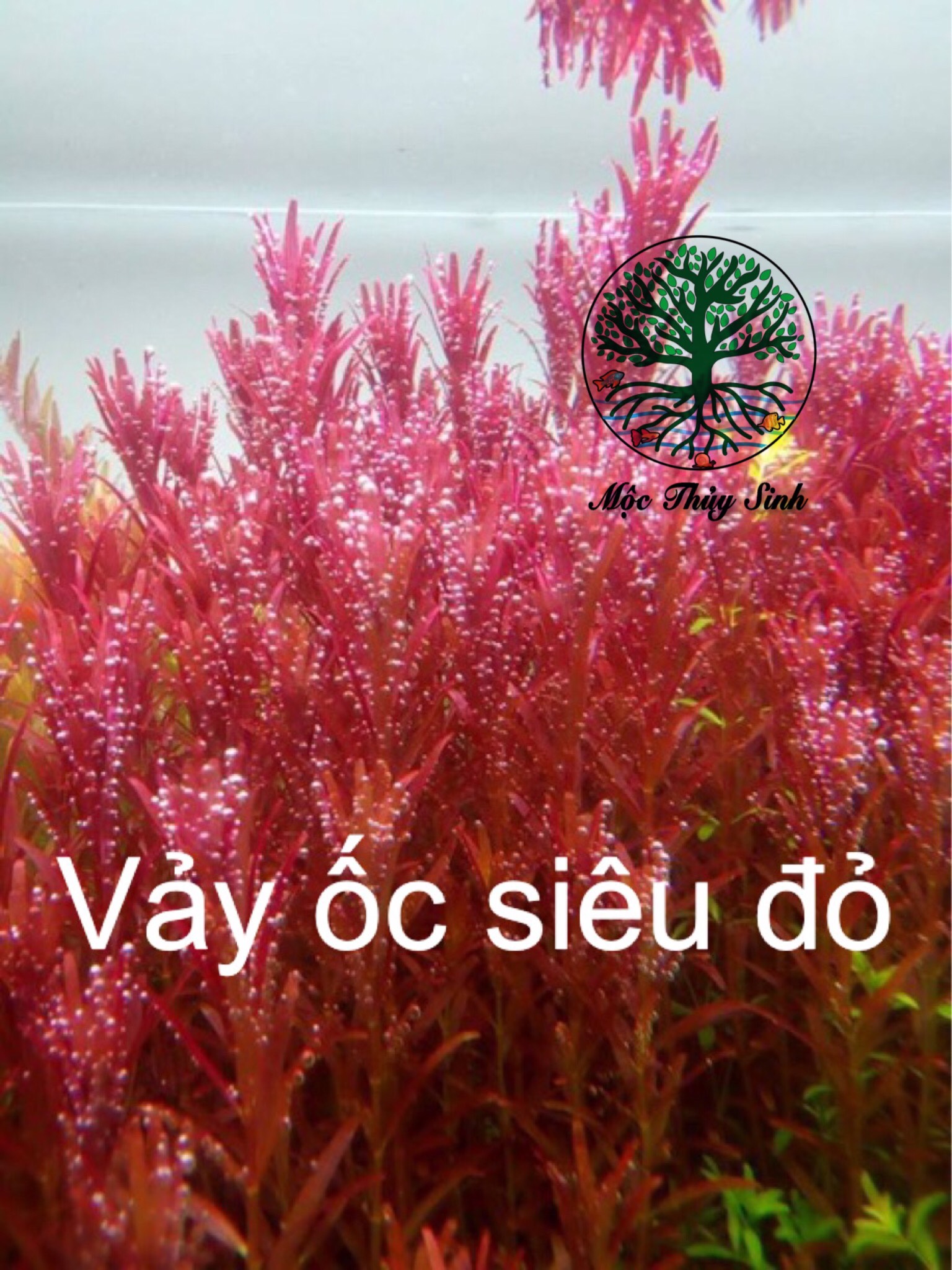 Vảy ốc đỏ rotala super red, siêu đỏ - cây thủy sinh hậu cảnh siêu đẹp