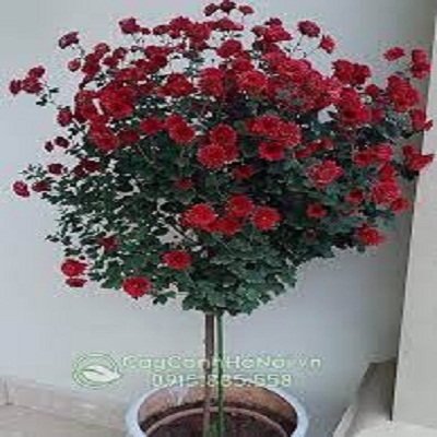 cây Cúc cổ sơn la (cây lớn có tán)
