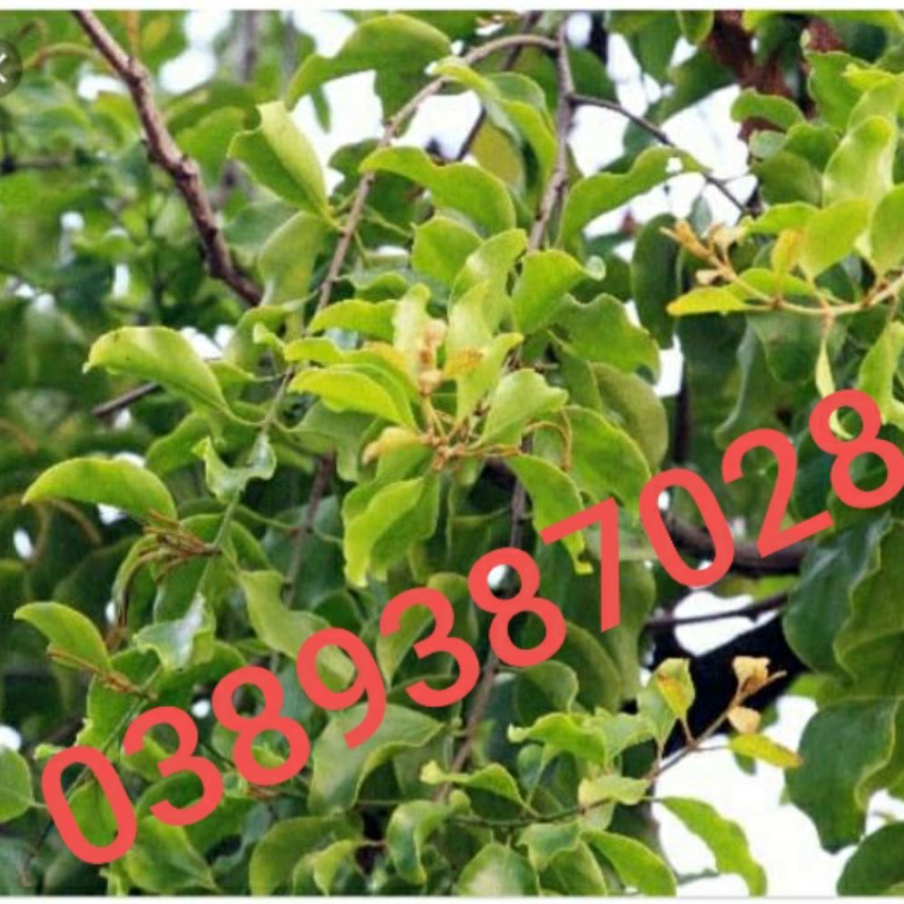 Cây tầm gửi gạo,500g