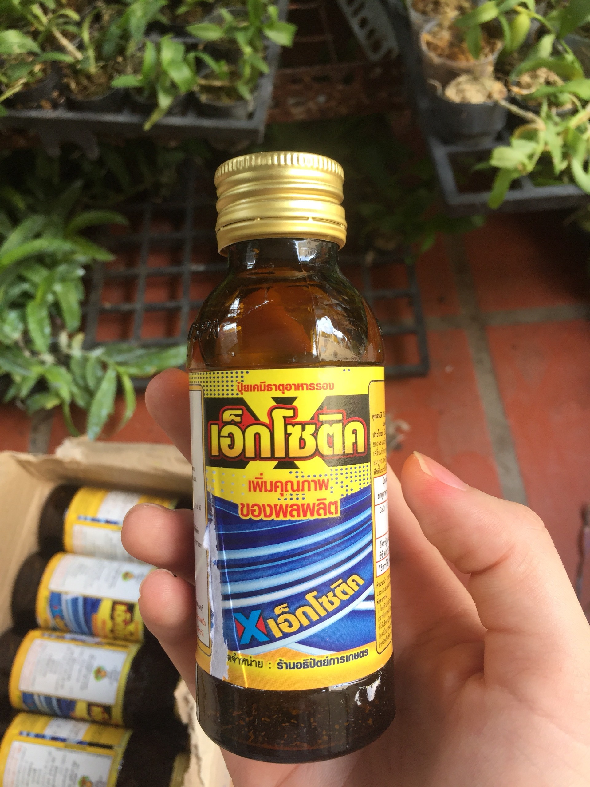 Siêu kích rễ cho lan, cây cảnh Thái Lan