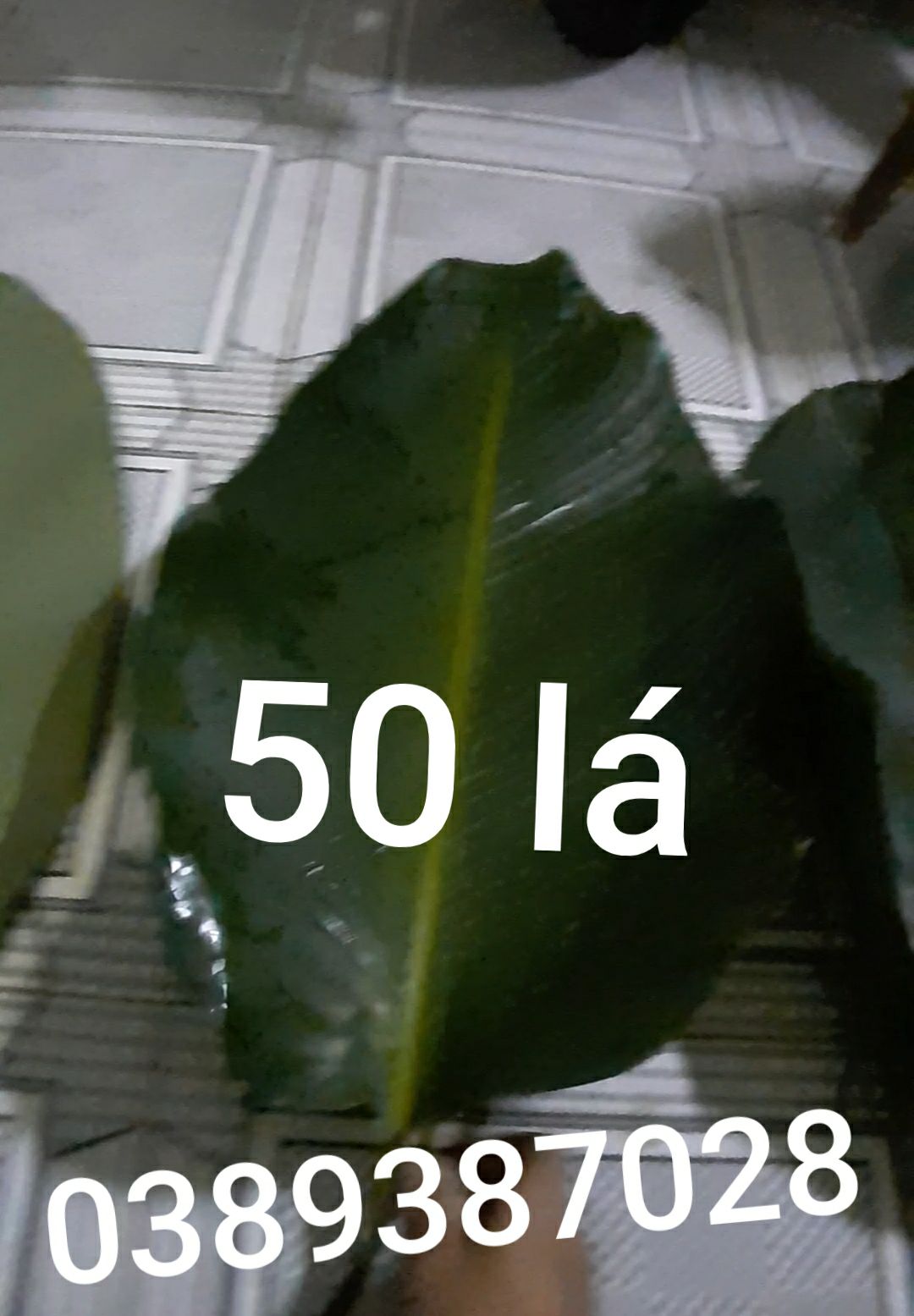 Lá dong 50 lá 25 đến 30 cm