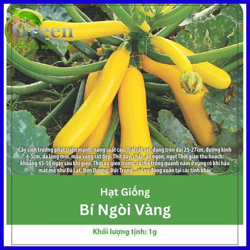 Hạt Giống Bí Ngòi Vàng
