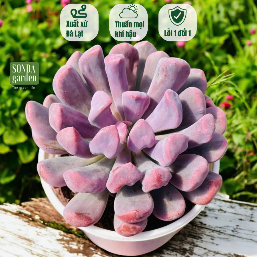 SEN ĐÁ HOA CÚC HỘT SIZE TRUNG BÌNH LỖI 1 ĐỔI 1