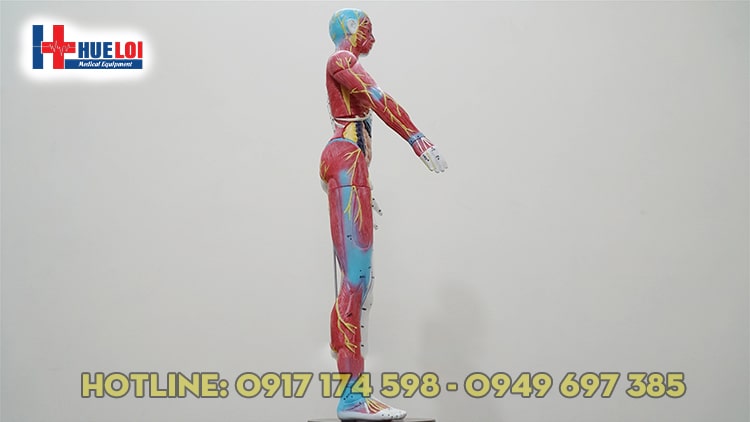 Mô hình huyệt vị người 65cm
