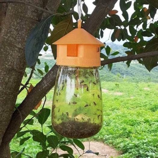 đèn bẩy ruồi vàng thông minh, bẩy ruồi vàng