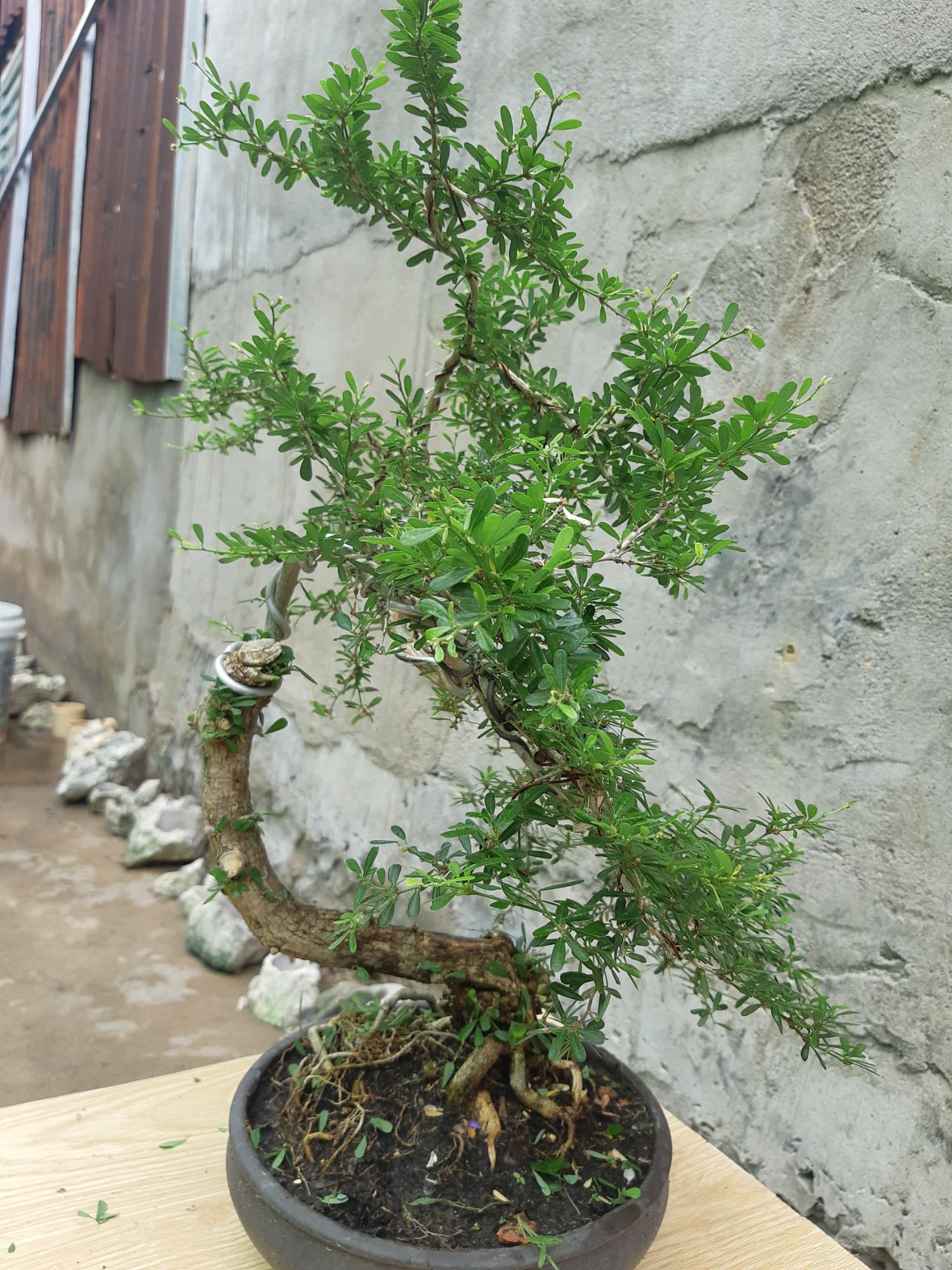 linh sam bonsai gốc quái
