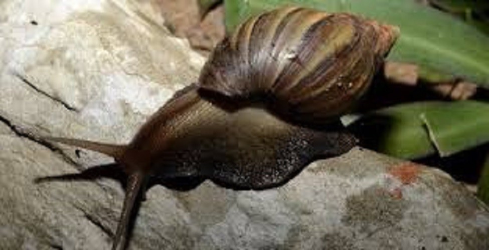 Garden Safe Slug & Snail Bait 100Gr – Effective Snail Killer, Safe for Plants