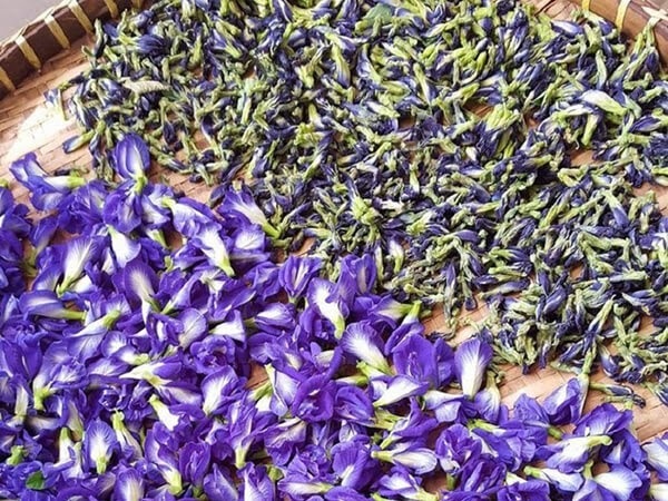 TRÀ HOA ĐẬU BIẾC nhà trồng - 50g