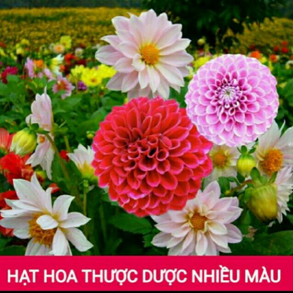 Hạt Giống Hoa Thược Dược Nhiều Màu