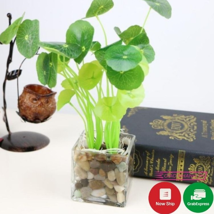 CAY GIA - CHÙM CÂY RAU MÁ NHẬT LÁ TO LIZ23